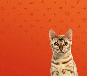 Caring For Your Cat After Neutering