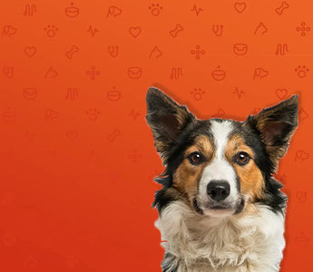 What is the Best Food for Dogs with Sensitive Stomachs?