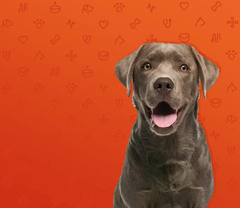 How do I know if my dog has a food allergy?