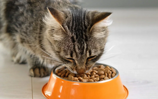 A cat eating Calibra dry cat food out of an orange food bowl
