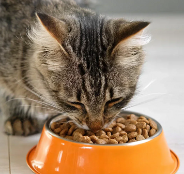 A cat eating Calibra dry cat food out of an orange food bowl
