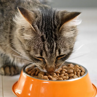 Hydrolysed Protein Cat Food: What You Need To Know