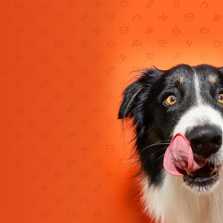 How To Change Your Dog's Food