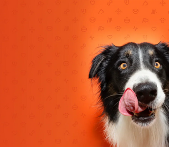 How To Change Your Dog's Food