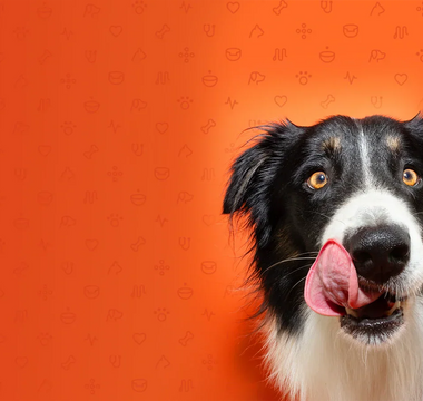 How To Change Your Dog's Food