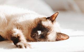 Top 5 Nutritional Mistakes Cat Owners Make And How To Avoid Them