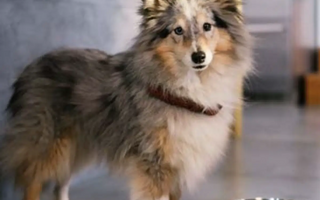 What Food Can I Give my Dog With Arthritis?