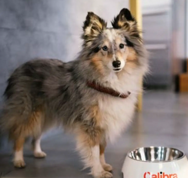 What Food Can I Give my Dog With Arthritis?