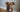 The Best Food to Support Your Dog’s Coat and Skin Health