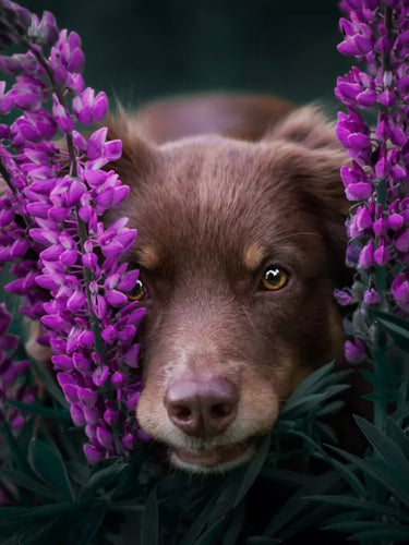 Dog Peeking Through Flowers