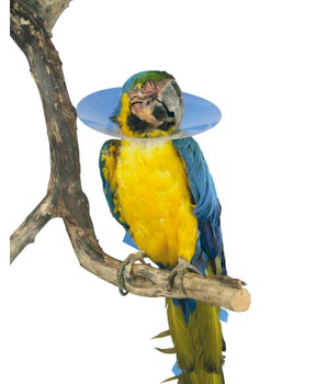 BUSTER Collar for Birds