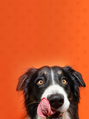 Dog Licking its Lips
