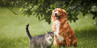 Dog and Cat outside