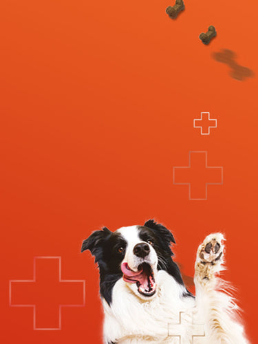 Mobile Image of Dog Jumping