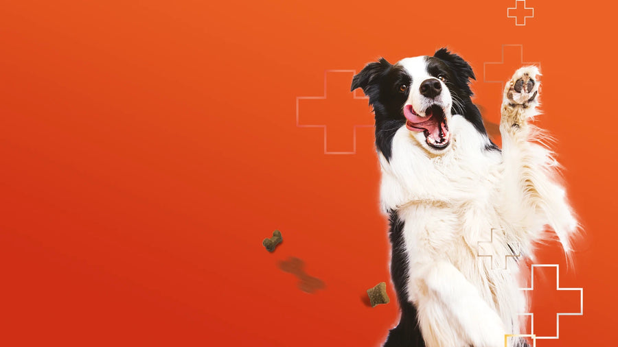 Banner Image of Dog Jumping