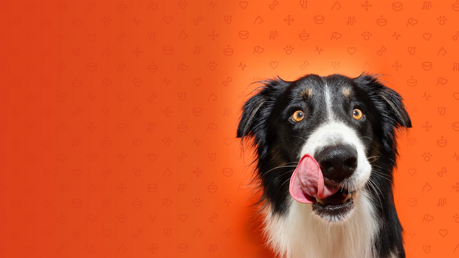 Banner Image of Border Collie