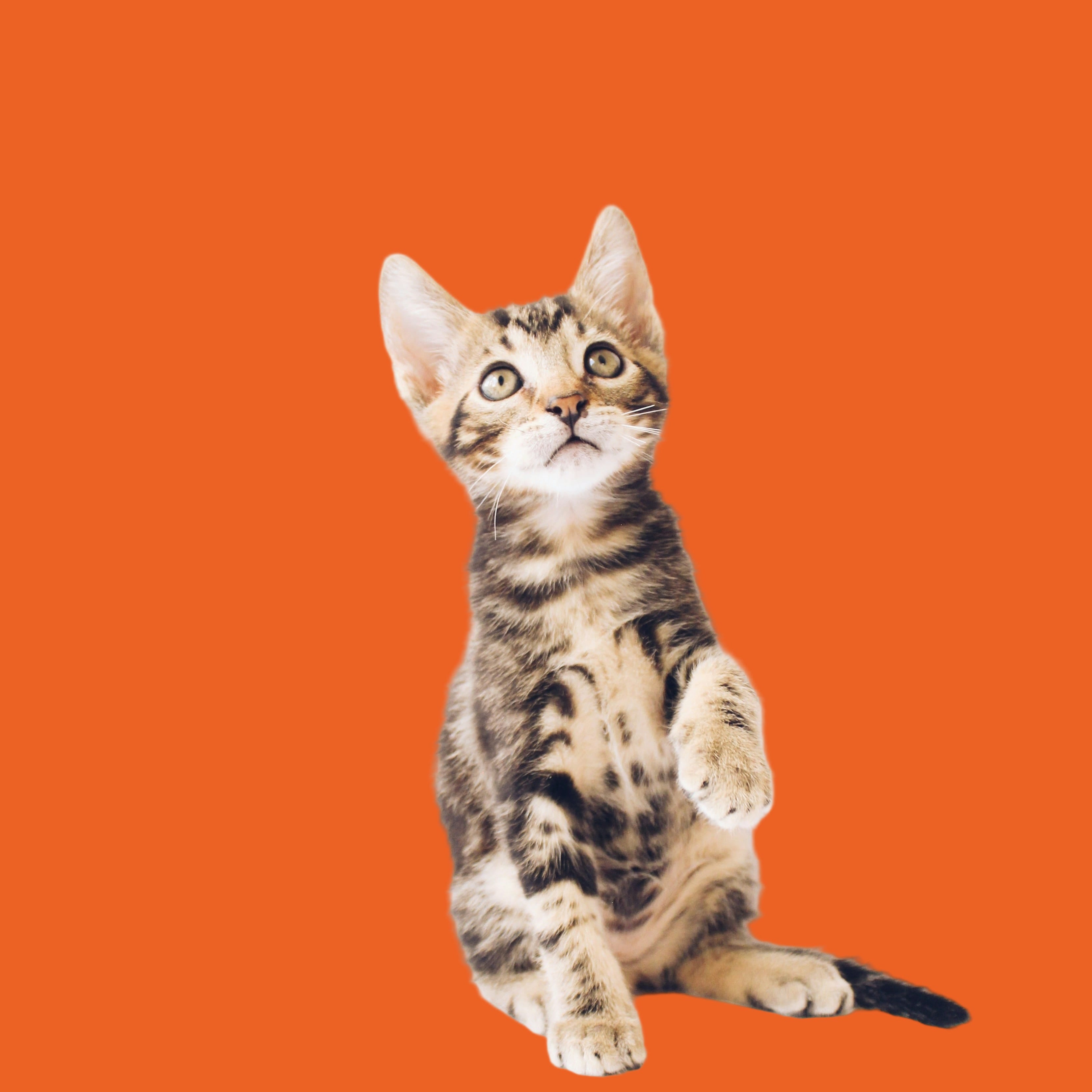Tabby kitten on orange background