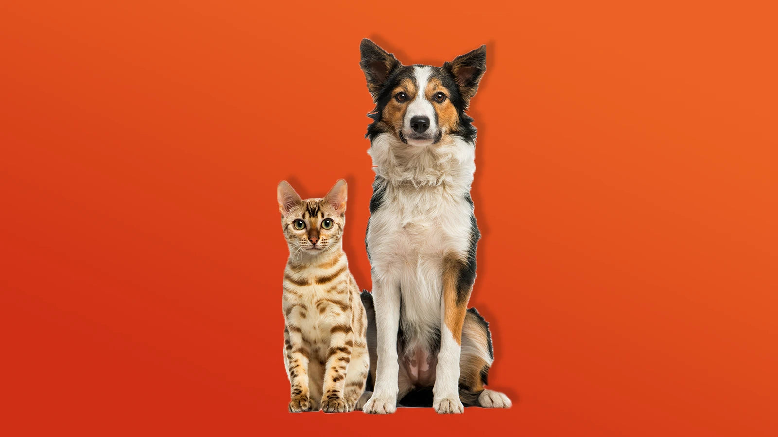 Dog and Cat Sat Together