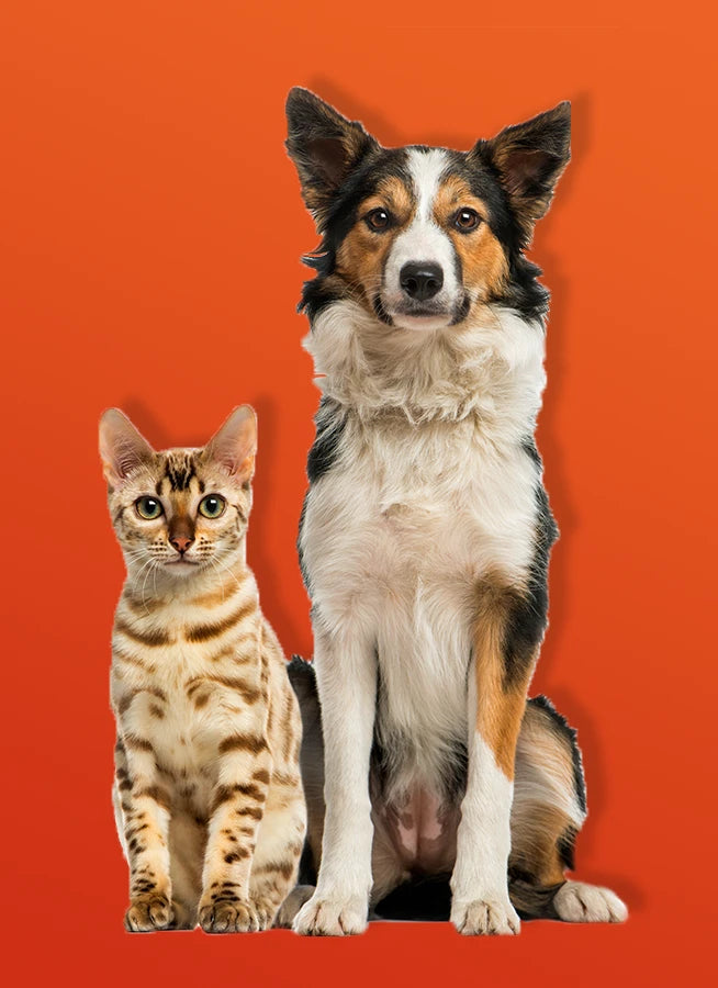 Mobile Image of dog and cat sitting together