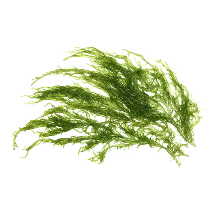 Seaweed