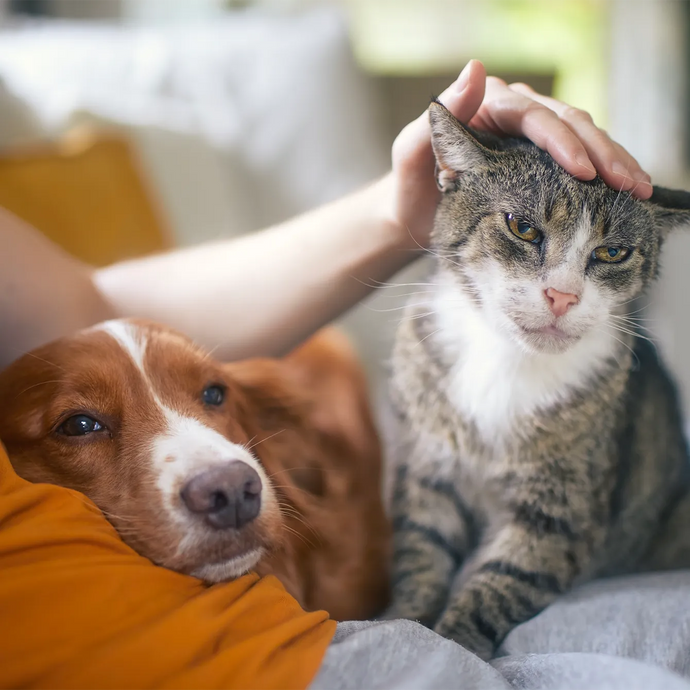 Cat and Dog on Person's Lap