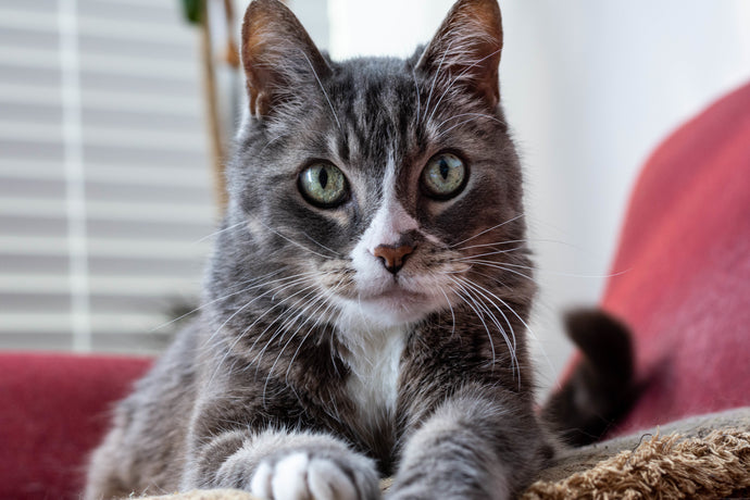 Cat laid looking at camera