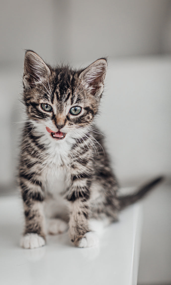 tabby kitten licking its lips